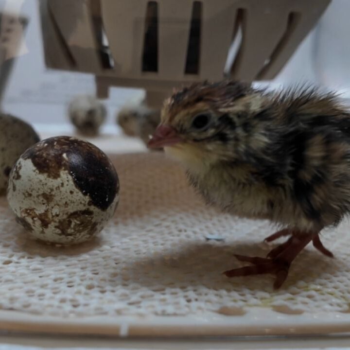 cortunix quail chick and egg hatching in incubator